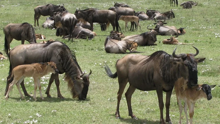 7-days-ndutu-area-wildebeest-migration-safari-1200x675