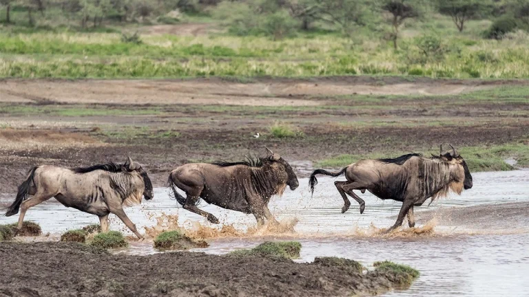 La Gran Migracion En Serengeti